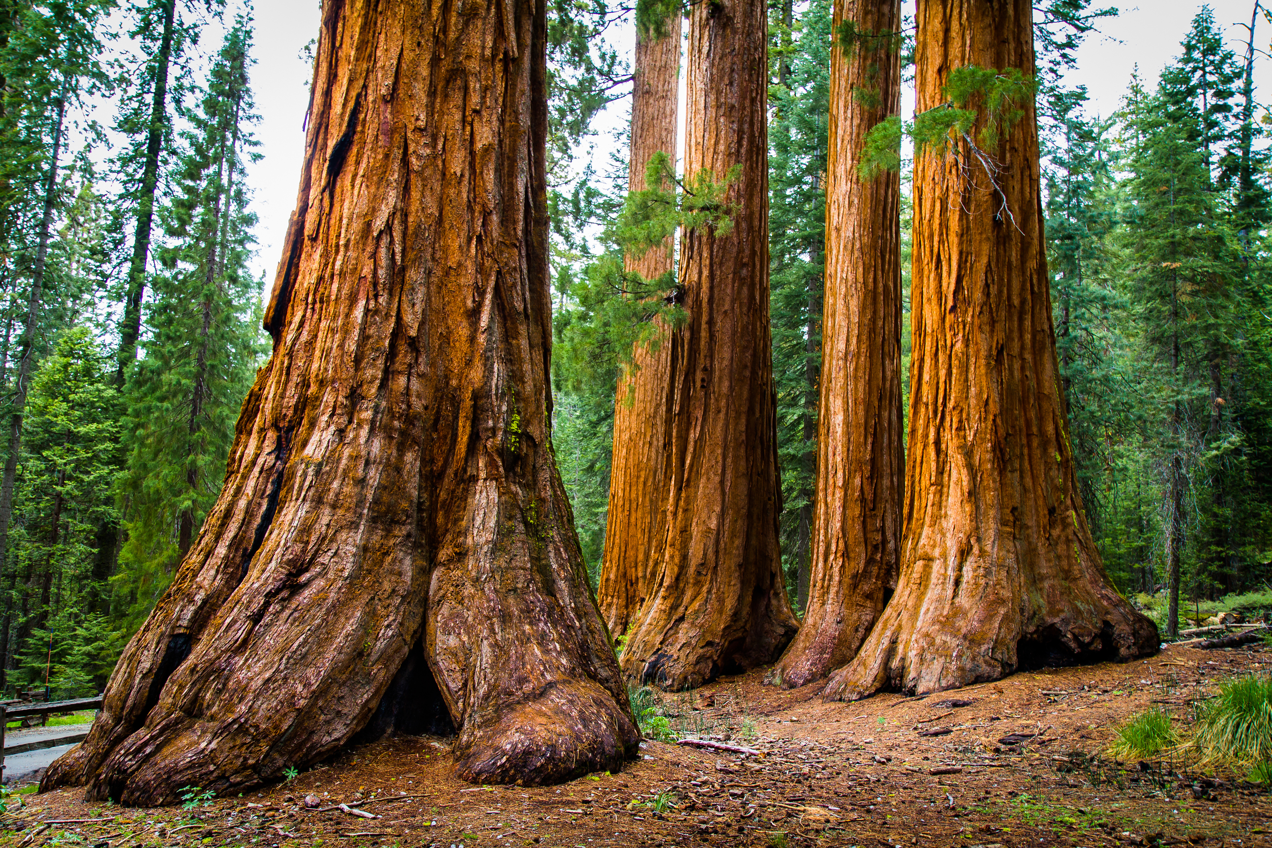 Giant Redwood Sequoia
